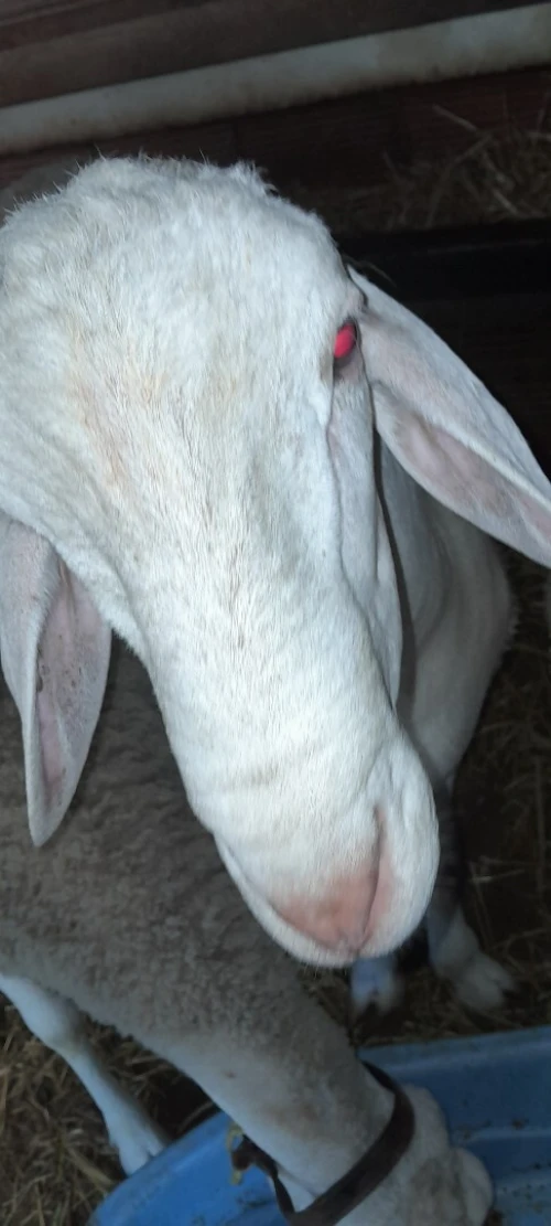 MOUTON