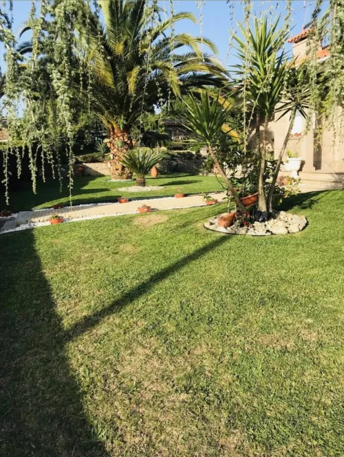 Gazon naturel عشب طبيعي 