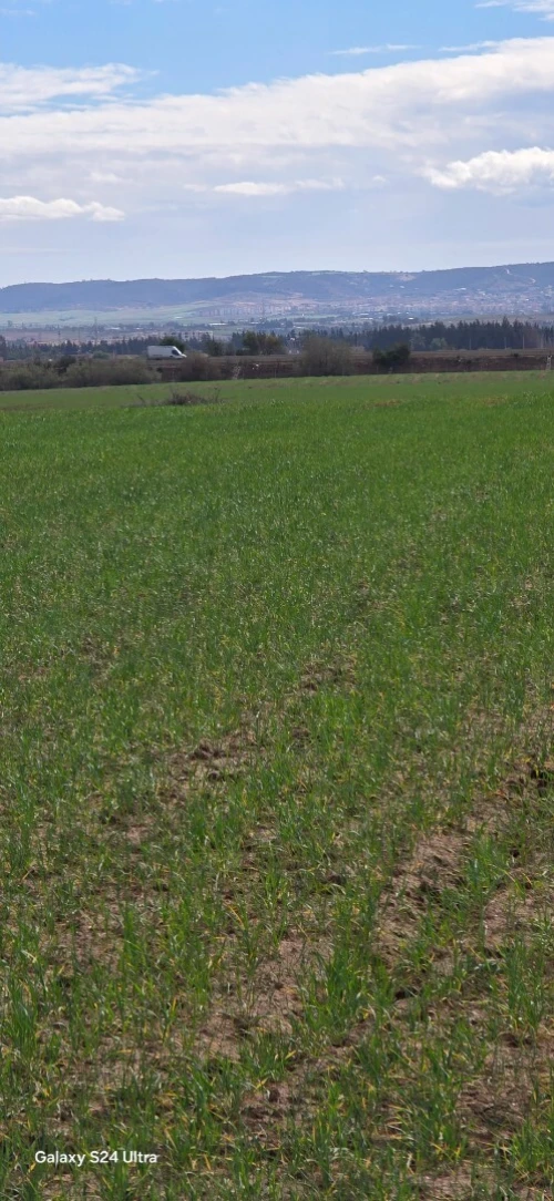 Vente Terrain Agricole Relizane Ouled el djemaa