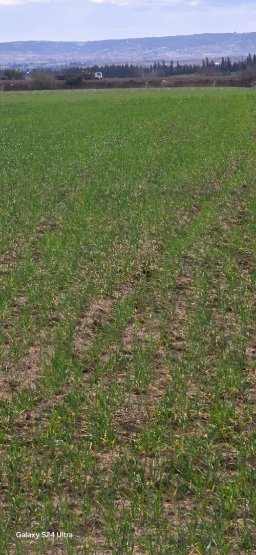Vente Terrain Agricole Relizane Ouled el djemaa