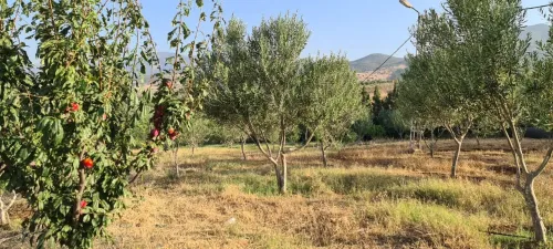 Vente Terrain Ain defla Khemis miliana