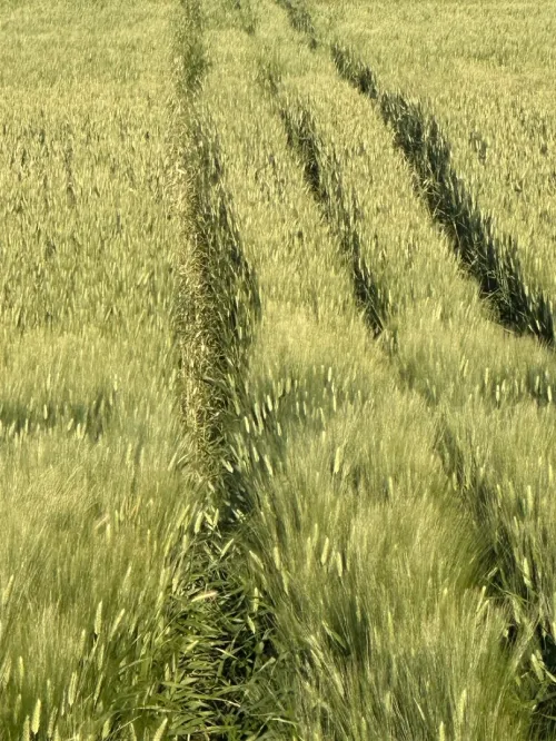 Vente Terrain Agricole Bordj Bou Arreridj Ain taghrout