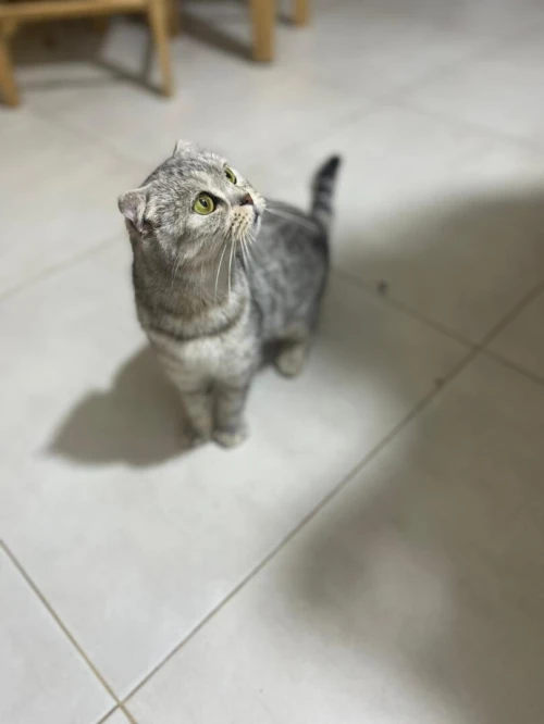 Scottish fold femelle