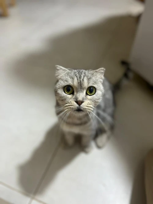 Scottish fold femelle