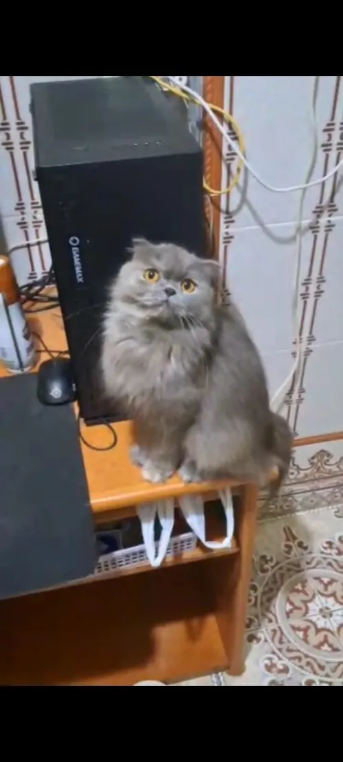 Scottish fold long hair femelle 