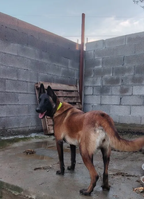 Malinoi femelle
