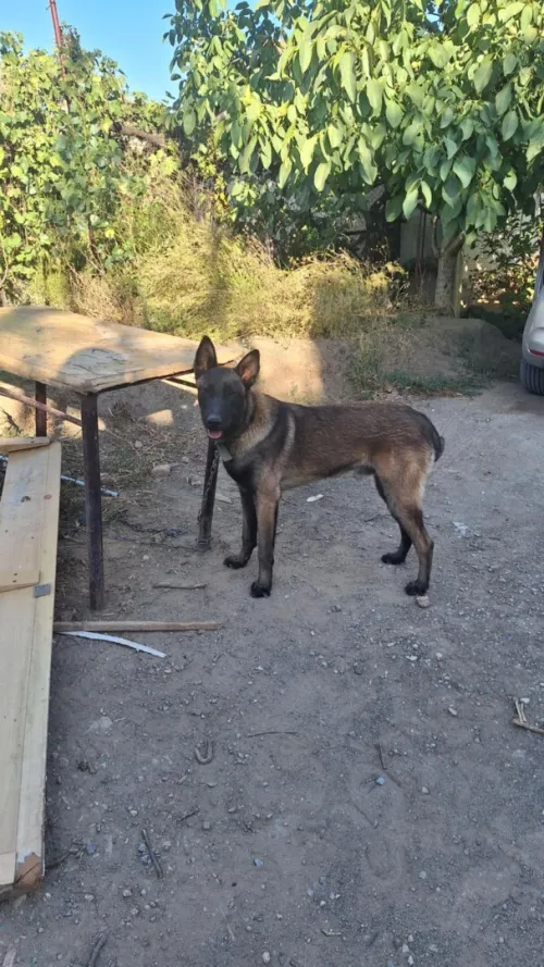 Chien Malinois