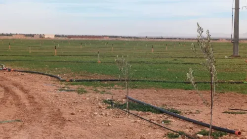 Vente Terrain Agricole Djelfa Benhar