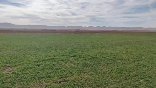 Vente Terrain Agricole Djelfa Benhar
