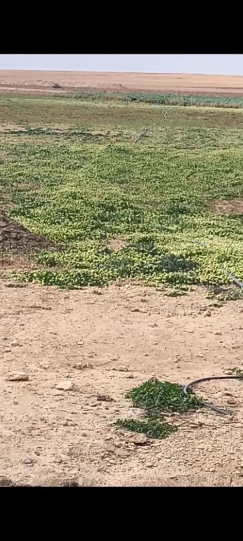 Vente Terrain Agricole Djelfa Benhar