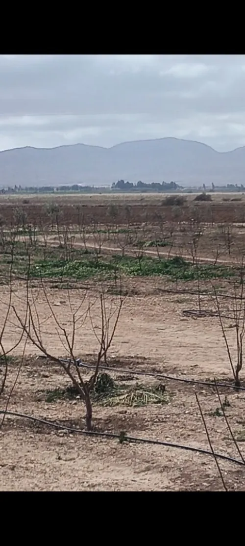 Vente Terrain Agricole Djelfa Benhar