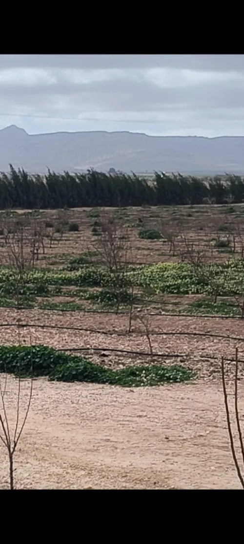 Vente Terrain Agricole Djelfa Benhar