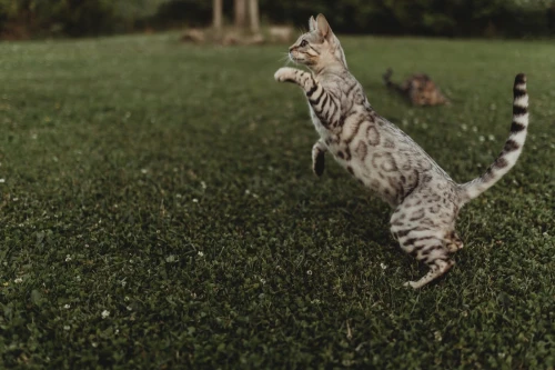 Chatons bengal disponible 