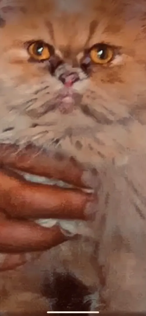 Chat persan 