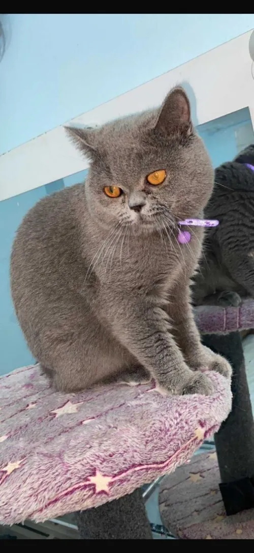 Chaton British shorthair