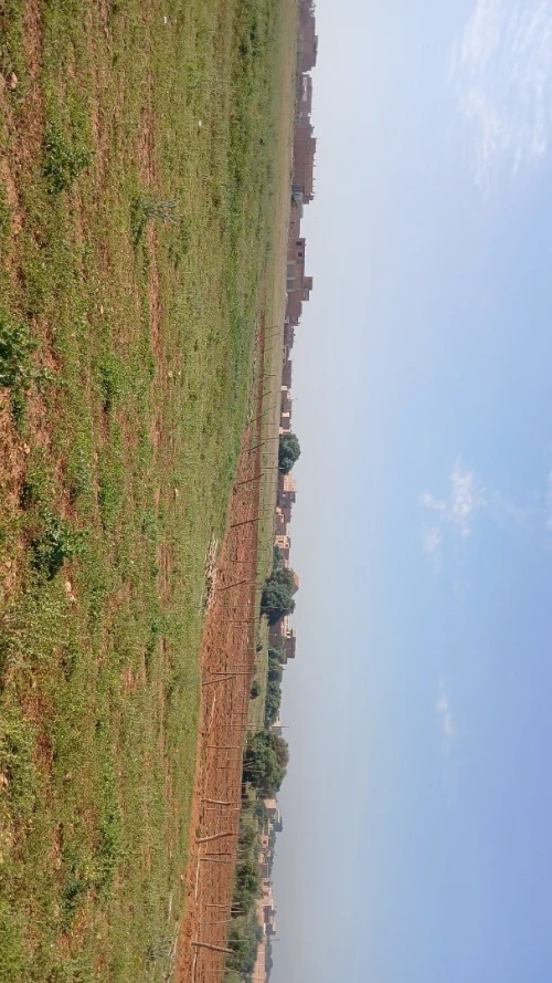 Vente Terrain Mostaganem Kheireddine
