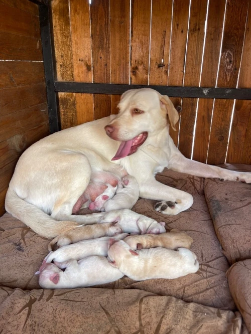 Chiots labrador pure race âge 28j 