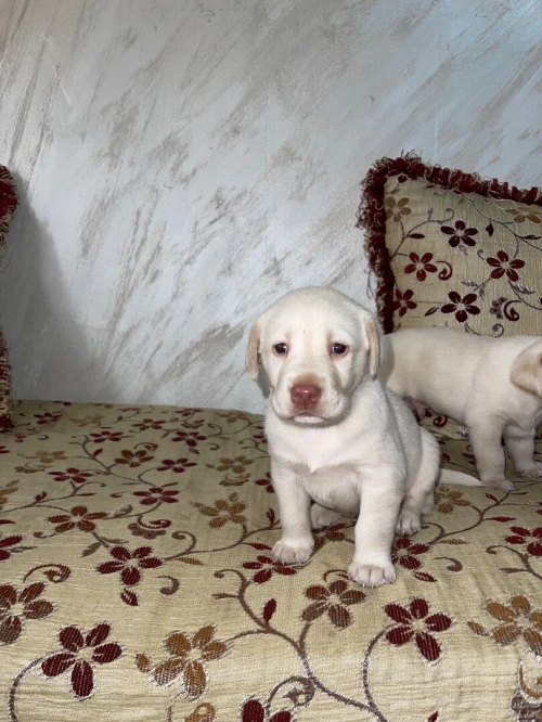 Chiots labrador pure race âge 28j 