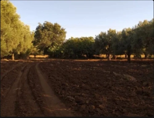 Vente Terrain Agricole Tlemcen Oued chouli