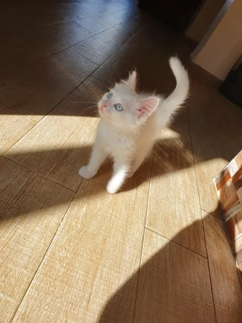 Chatons Shirazi x Siamois