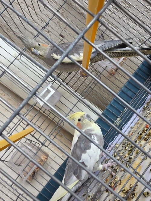 Calopditted