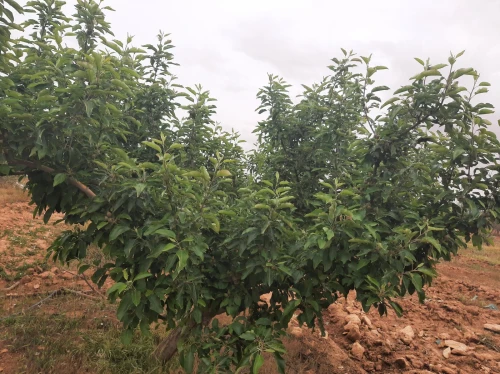 Vente Terrain Agricole Saïda Sidi ahmed
