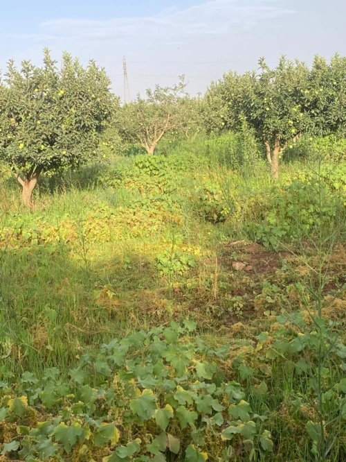Vente Terrain Agricole Saïda Sidi ahmed