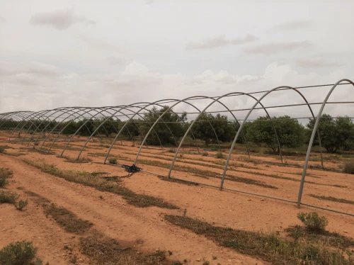 Vente Terrain Agricole Saïda Sidi ahmed