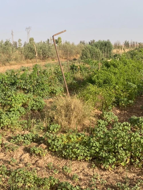 Vente Terrain Agricole Saïda Sidi ahmed