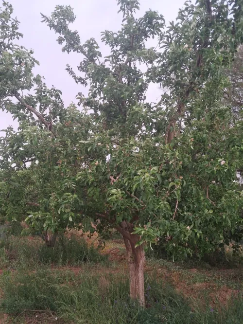 Vente Terrain Agricole Saïda Sidi ahmed