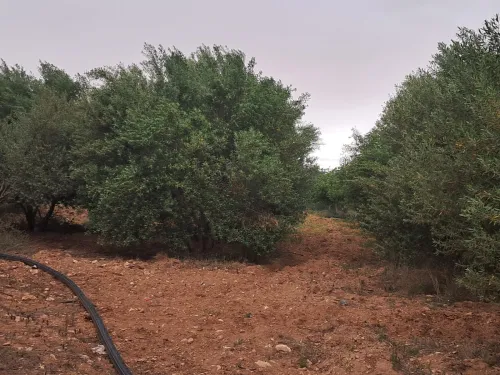 Vente Terrain Agricole Saïda Sidi ahmed