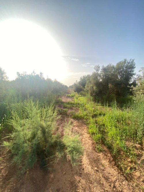 Vente Terrain Agricole Saïda Sidi ahmed