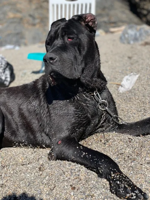 Femelle  cani corso Noire Top Sang Tunisienne Lage de  16mois 