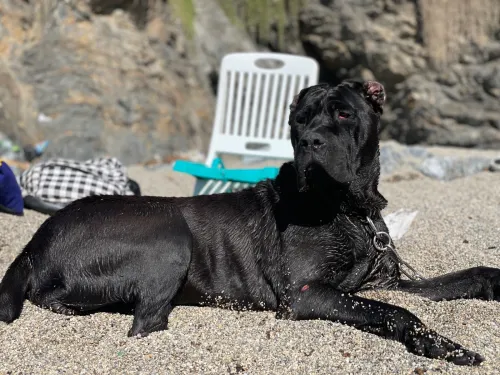 Femelle  cani corso Noire Top Sang Tunisienne Lage de  16mois 
