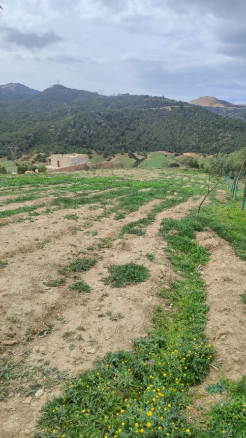 Vente Terrain Tipaza Cherchell