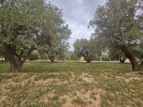 Vente Terrain Tlemcen Chetouane