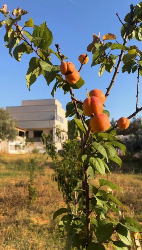 Vente Villa Mostaganem Mostaganem