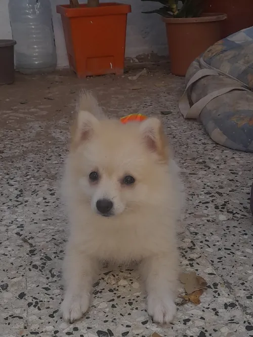  Chienne Spitz allemand nain
