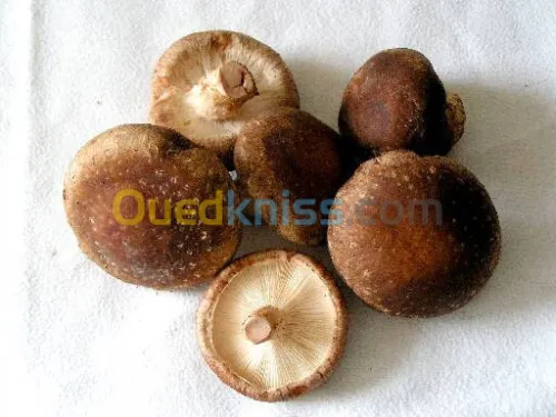 champignons en poudre