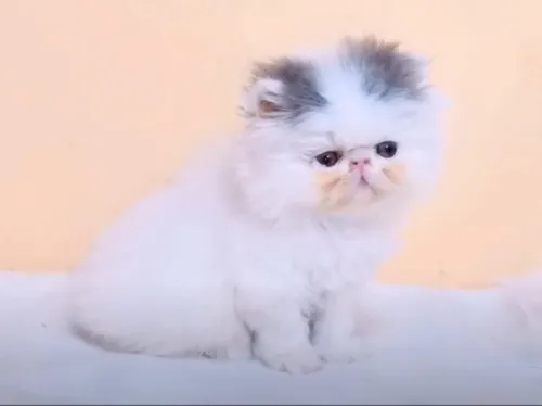 Chat persan