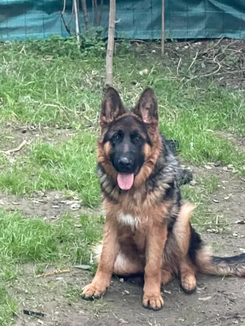 Berger allemand 7 mois