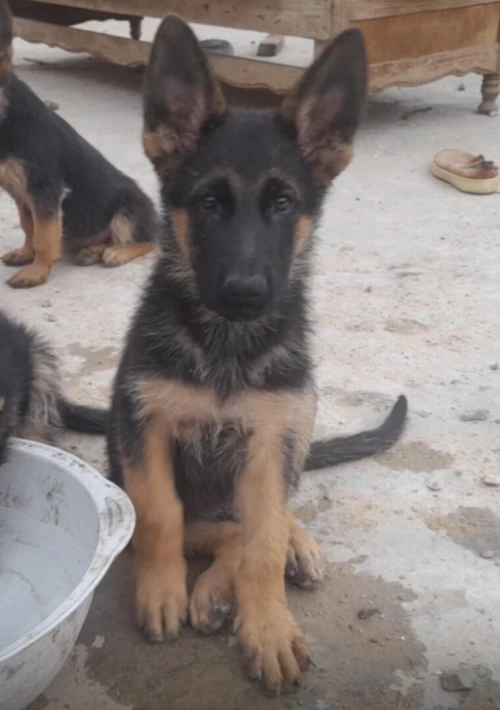 Berger allemand 
