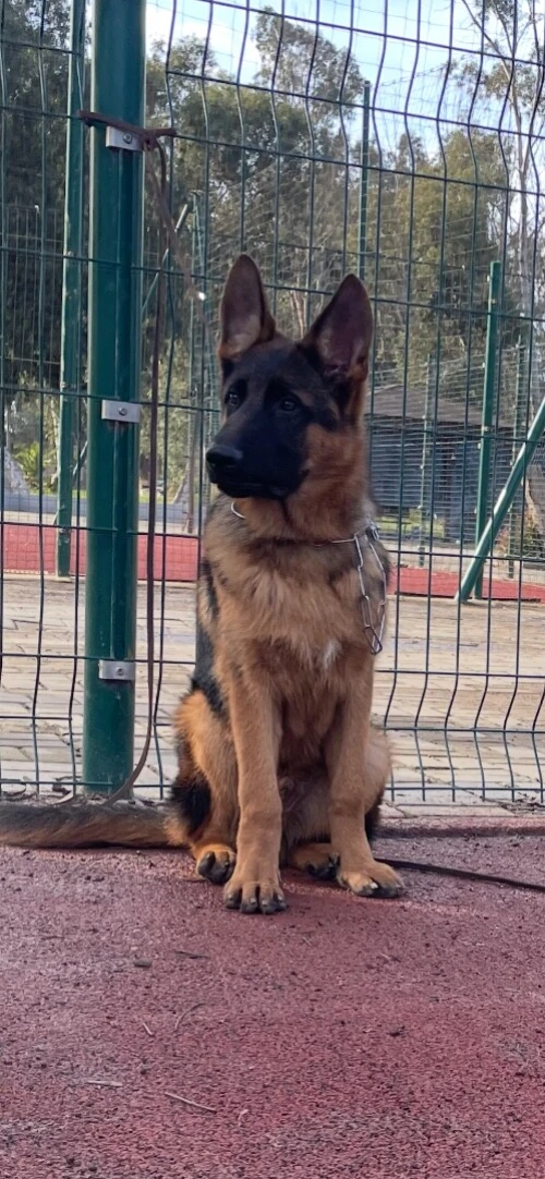 Chiot berger alllemand pedigree