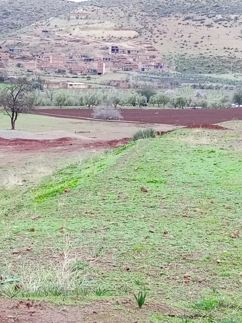 Vente Terrain Tlemcen Beni mester