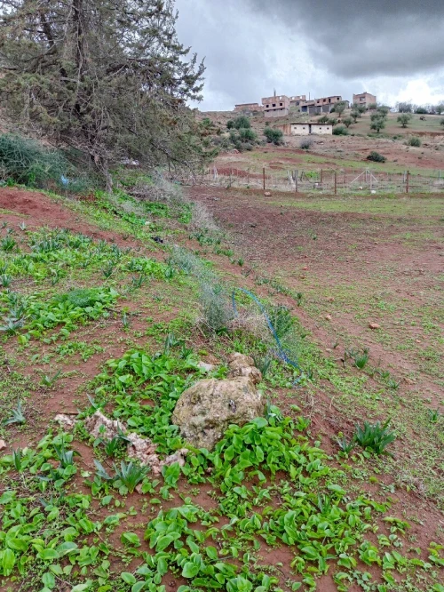 Vente Terrain Tlemcen Beni mester