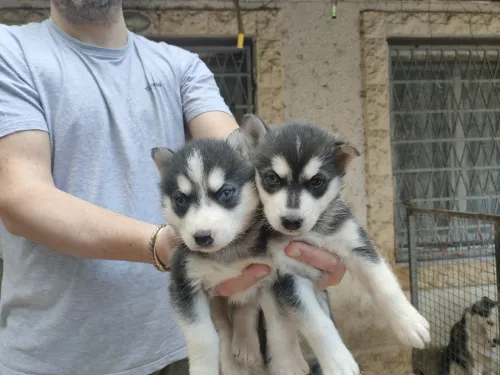 Husky sibérien