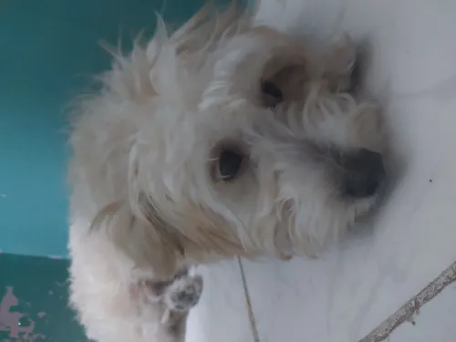 Bichon maltais