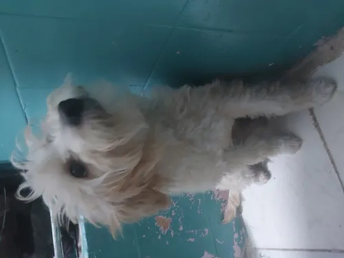 Bichon maltais