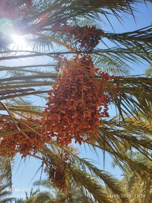 Vente Terrain Agricole Touggourt El Alia