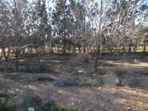 Vente Terrain Djelfa Djelfa